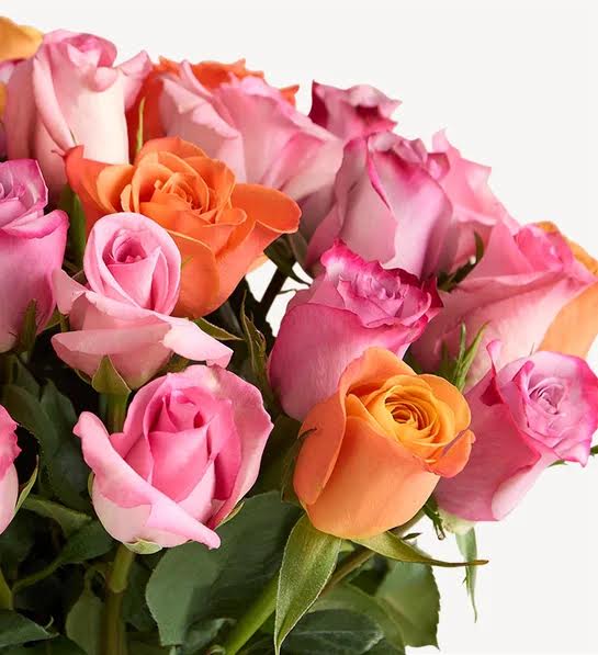 Sorbet Roses